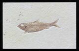 Knightia Fossil Fish - Wyoming #32864-1